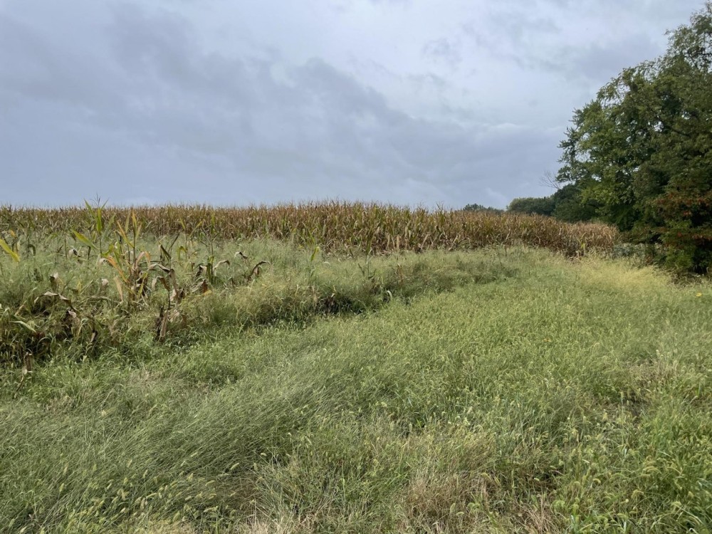 80 Acres In Clark County Illinois featured image