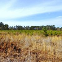 58.06 Acres Hunting Timber Land for Sale NPSD Southwest MS images 3