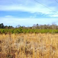 58.06 Acres Hunting Timber Land for Sale NPSD Southwest MS images 4
