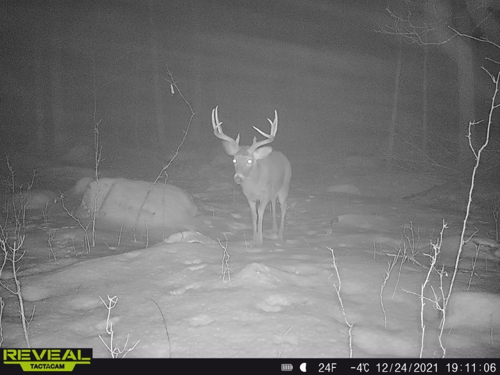 Quality hunting parcel QDM area Shawano County WI featured image