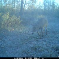 Quality hunting parcel QDM area Shawano County WI images 2