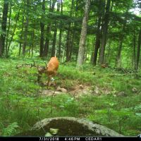Quality hunting parcel QDM area Shawano County WI images 3