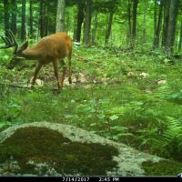 Quality hunting parcel QDM area Shawano County WI images 5