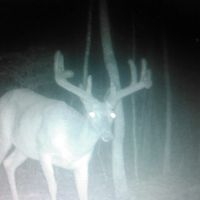 110.08 -acres Beautiful Hardwoods with Pasture images 4