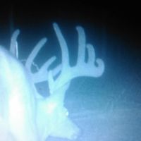 110.08 -acres Beautiful Hardwoods with Pasture images 5