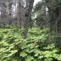 Agate Beach Subdivision images 4