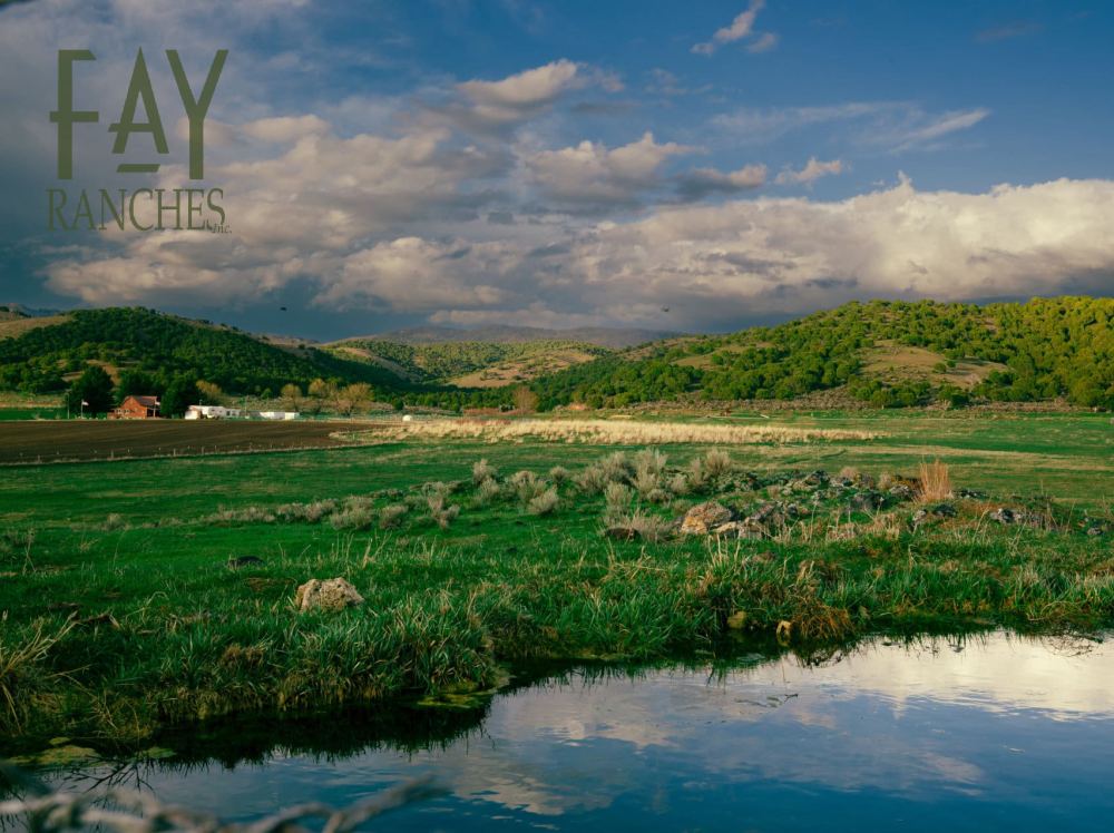D Bar C Ranch featured image