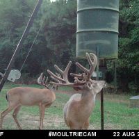 LA - Catahoula 247 acres - images 2