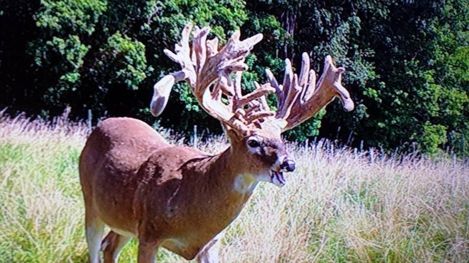 Gibbon Glade Whitetail Ranch Hunting Land for Sale HuntingLocator