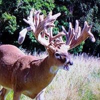 Gibbon Glade Whitetail Ranch