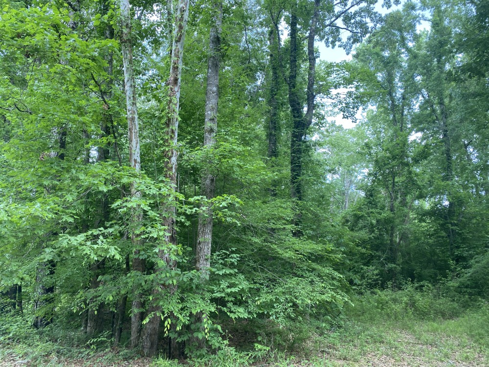LA - LaSalle 60 acres - featured image