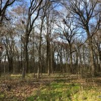 285 ac - Deer Duck Hunting WRP - PRICE REDUCED images 2