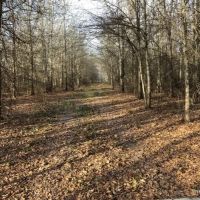 285 ac - Deer Duck Hunting WRP - PRICE REDUCED images 3