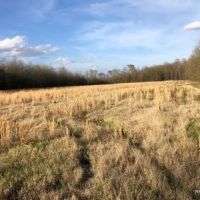 285 ac - Deer Duck Hunting WRP - PRICE REDUCED images 4