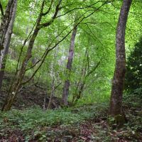 Cherry Wood 152 - Ac Swain County NC images 2