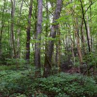 Cherry Wood 152 - Ac Swain County NC images 4