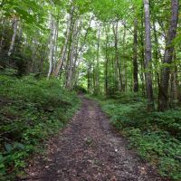Cherry Wood 152 - Ac Swain County NC images 5