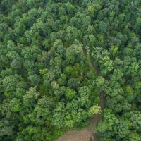 95 Acres Hunting Land for Sale in Hinds County MS images 4