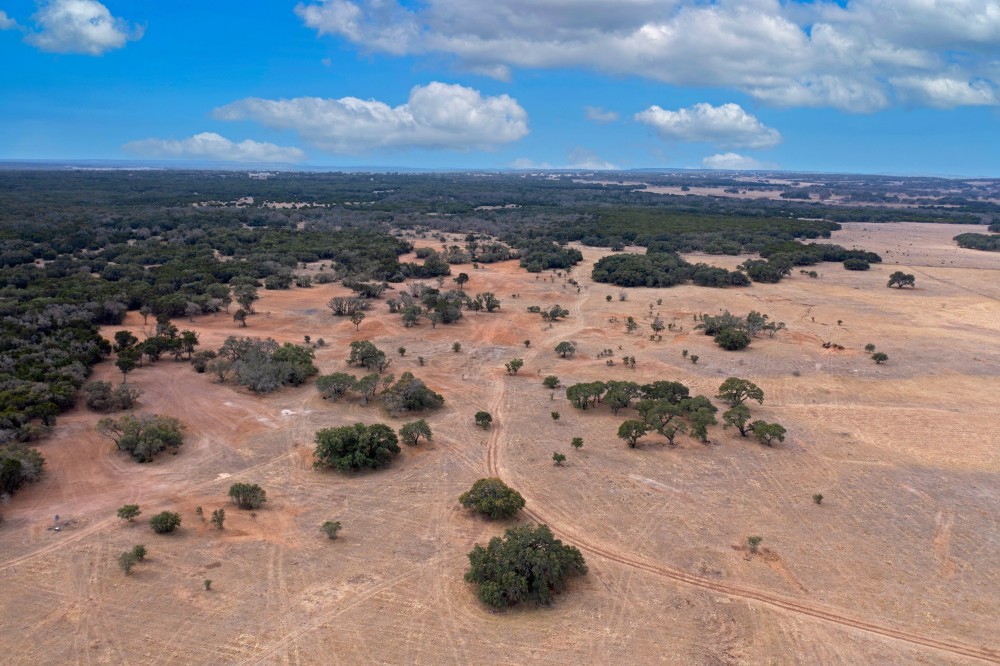 Leaning Tree Ranch featured image