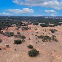 Leaning Tree Ranch