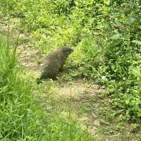 Radebaugh Rd. Westmoreland County - 38 - acres images 4