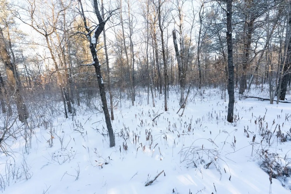80 Acres of Juneau County Timber Land featured image