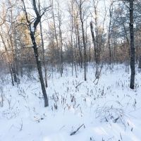 80 Acres of Juneau County Timber Land