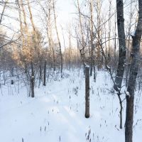 80 Acres of Juneau County Timber Land images 2