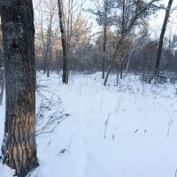 80 Acres of Juneau County Timber Land images 3