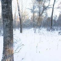 80 Acres of Juneau County Timber Land images 4