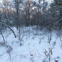 80 Acres of Juneau County Timber Land images 5