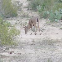 6500 acres in the heart of South Texas trophy whitetail country