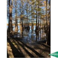 12.5 ac - Waterfront Tract for a Camp - PRICE REDUCED images 3