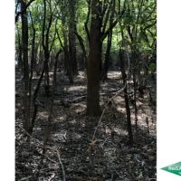 12.5 ac - Waterfront Tract for a Camp - PRICE REDUCED images 4