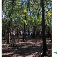 12.5 ac - Waterfront Tract for a Camp - PRICE REDUCED images 5