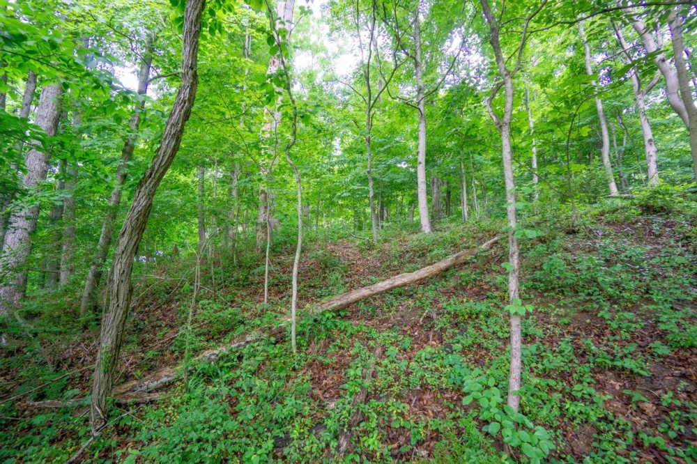 TR 158 - 21 acres - Lawrence County featured image