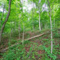 TR 158 - 21 acres - Lawrence County