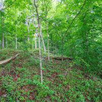 TR 158 - 21 acres - Lawrence County images 3