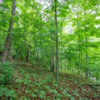 TR 158 - 21 acres - Lawrence County images 4