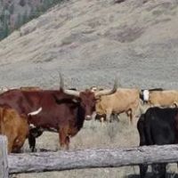 Whisky Mountain Ranch images 3