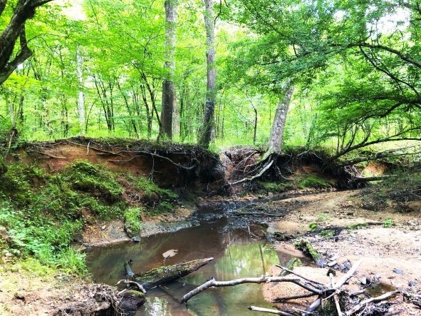 Lake Area Timberland featured image