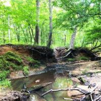 Lake Area Timberland