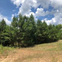 Lake Area Timberland images 3