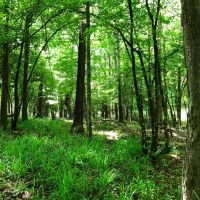 Lake Area Timberland images 4