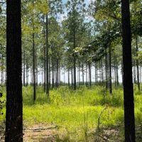 193 Acres with Duck Impoundment images 5