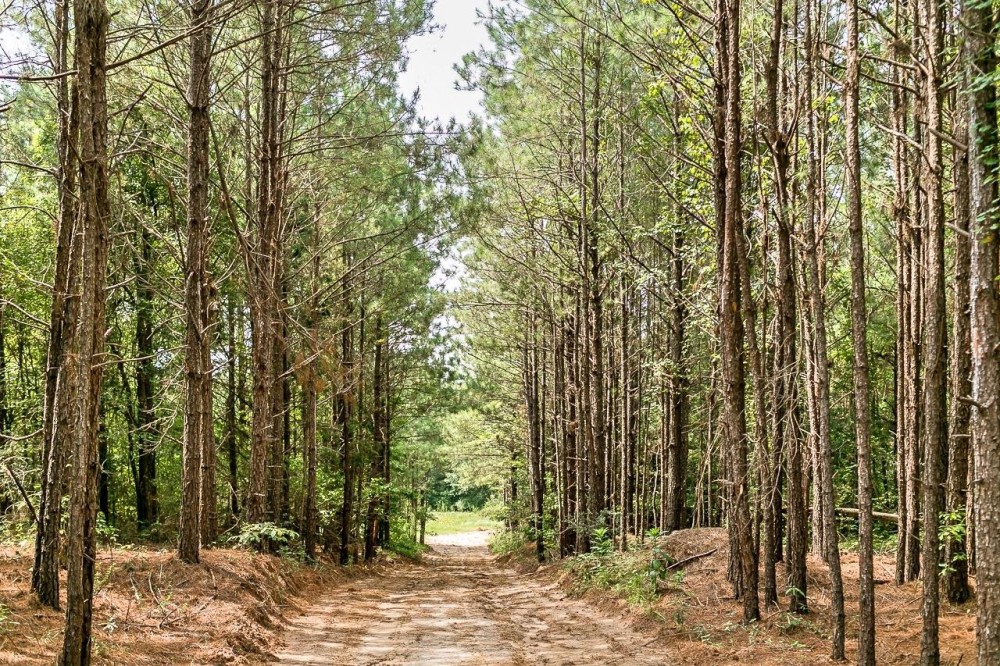 170 Acres Timber Recreational Hunting Land for Sale North LA featured image