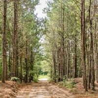 170 Acres Timber Recreational Hunting Land for Sale North LA