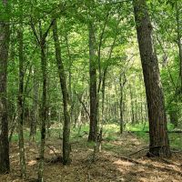 170 Acres Timber Recreational Hunting Land for Sale North LA images 2
