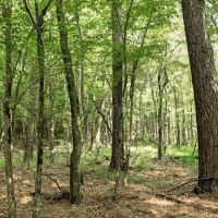 170 Acres Timber Recreational Hunting Land for Sale North LA images 3