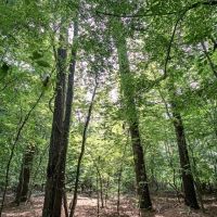 170 Acres Timber Recreational Hunting Land for Sale North LA images 4